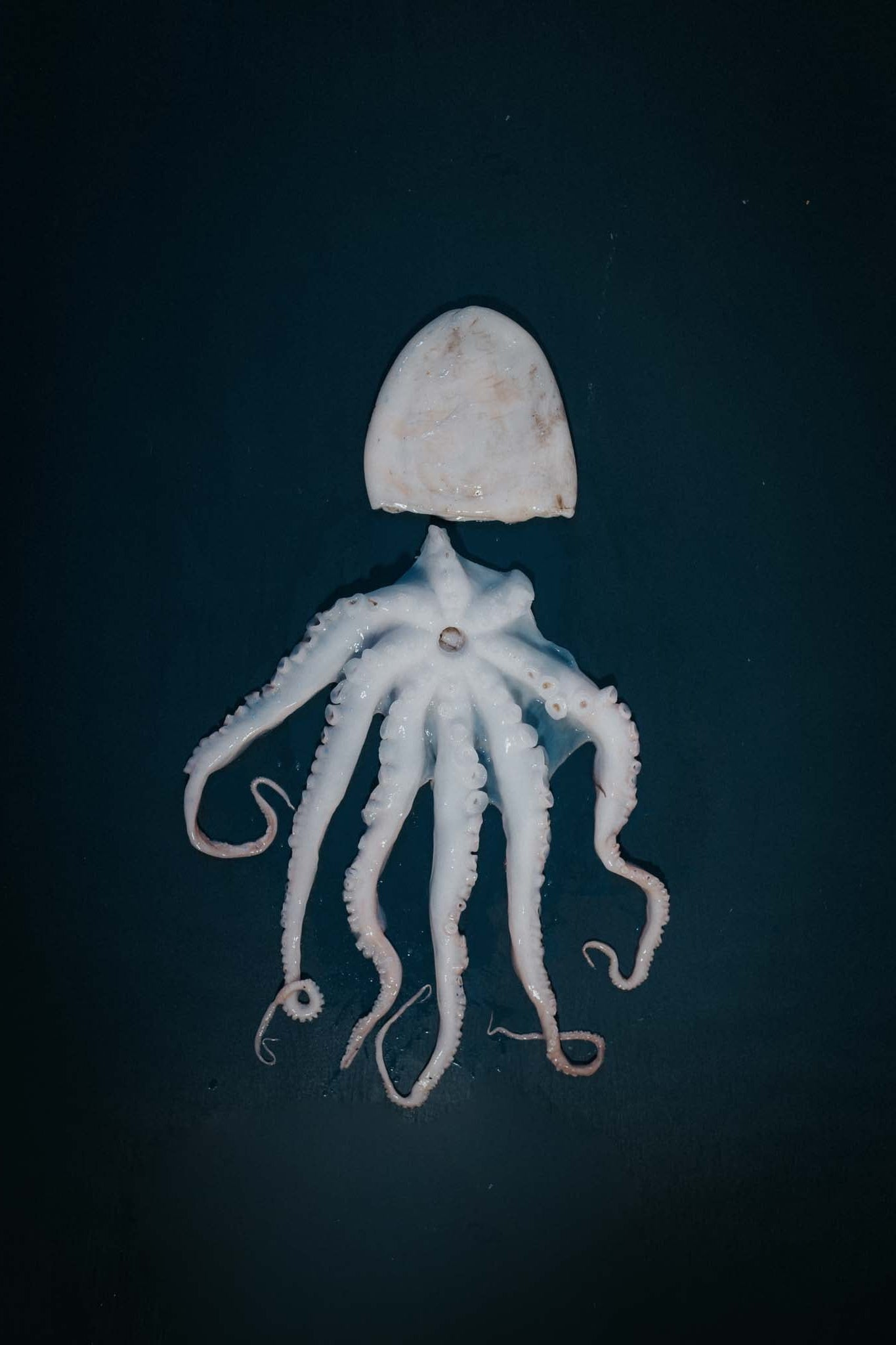 Greendale Whole Octopus