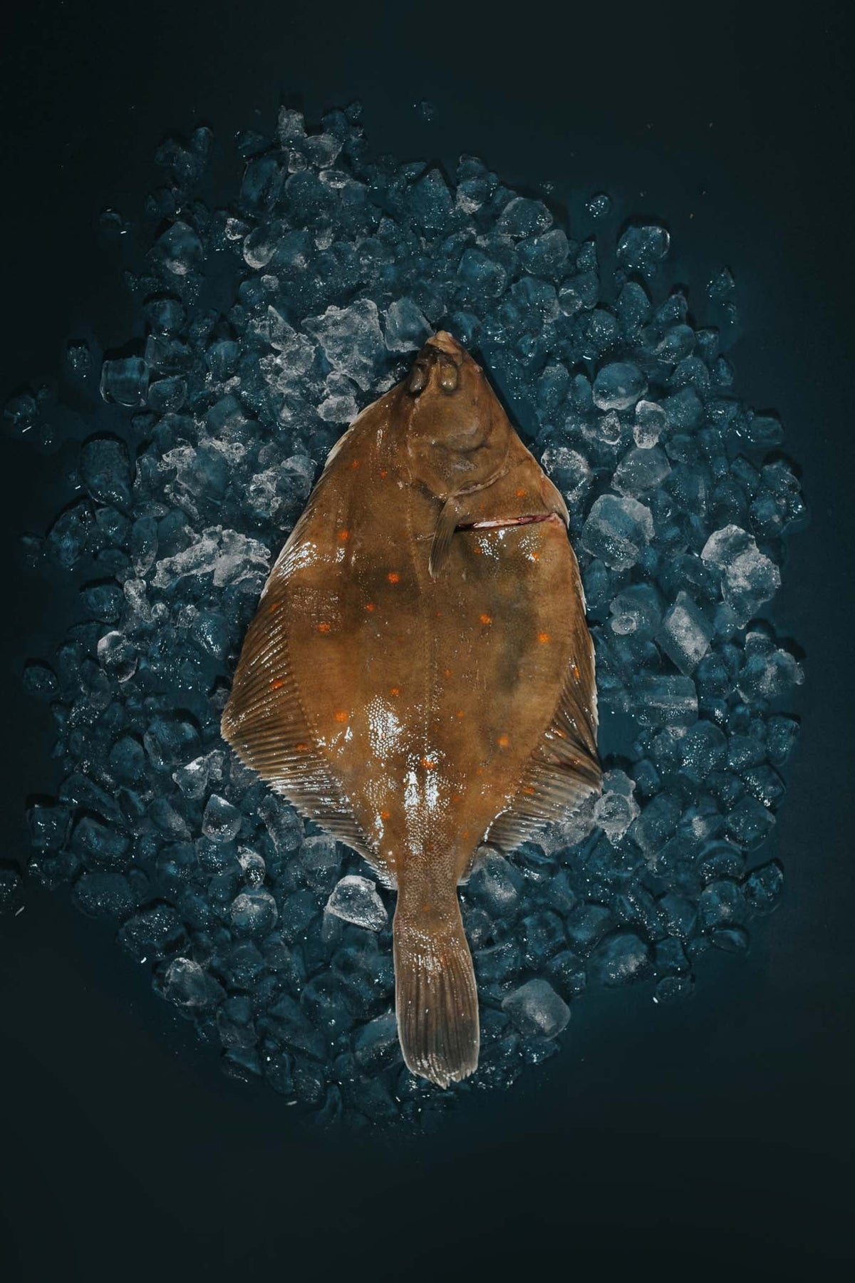 Whole Plaice | Greendale Farm Shop
