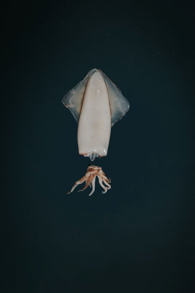 greendale-whole-squid_grande.