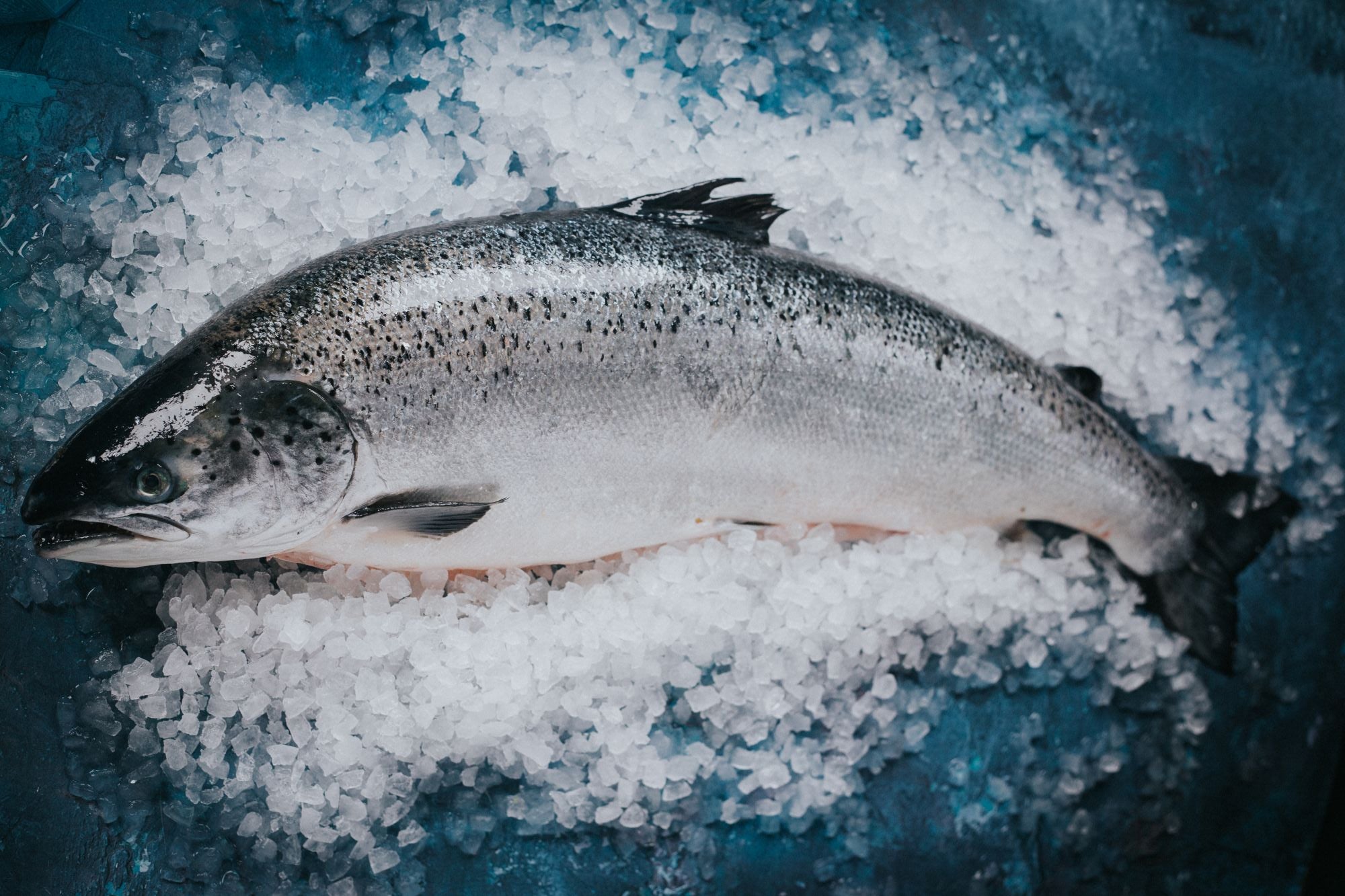 Whole Scottish Salmon - Cleaned and Scaled